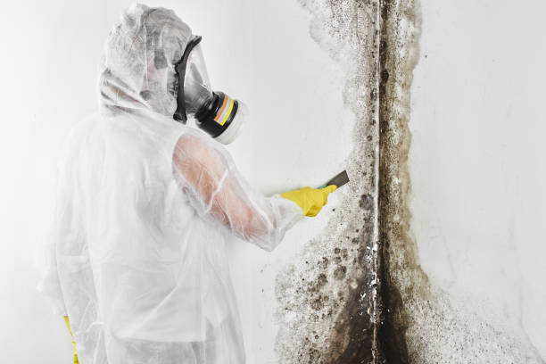 Best Localized Mold Remediation (e.g., coastal areas, humid climates) in Gra Forks Af, ND