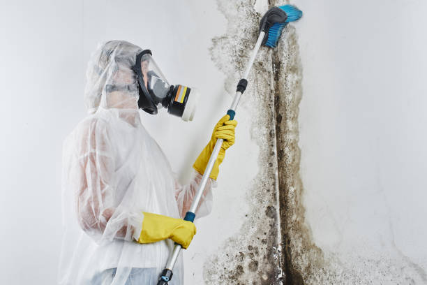 Best Commercial Mold Remediation in Gra Forks Af, ND