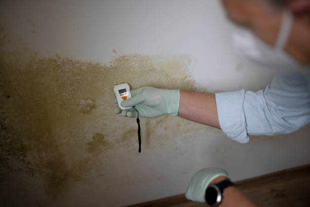 Best Mold Remediation for Specific Building Types in Gra Forks Af, ND