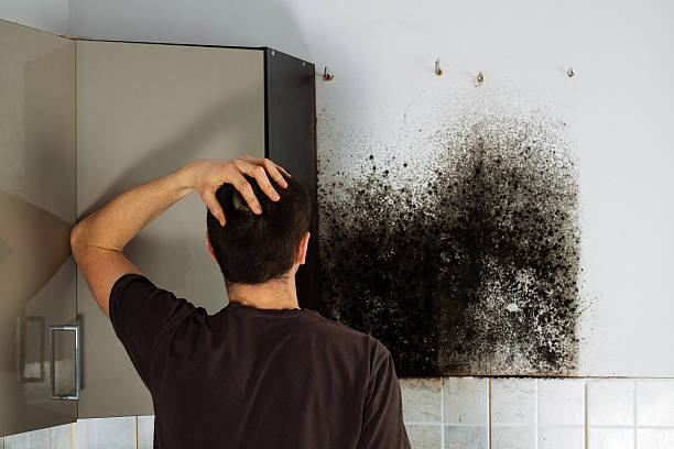 Best Black Mold Remediation in Gra Forks Af, ND